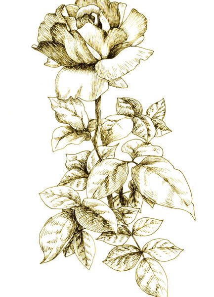 デッサン　イラスト　植物画　薔薇　バラ　アート　美術