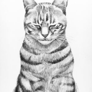 鉛筆画　動物画　デッサン　アート　猫　猫の絵